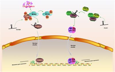 The Role of Long Non-Coding RNAs in Epithelial-Mesenchymal Transition-Related Signaling Pathways in Prostate Cancer